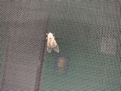 Hypercompe caudata