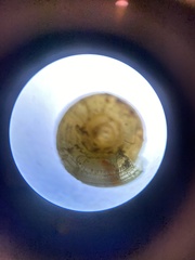 Helicodiscus parallelus