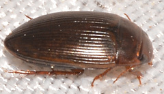 Copelatus glyphicus