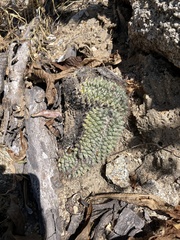 Mammillaria petrophila