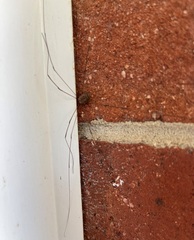 Leiobunum