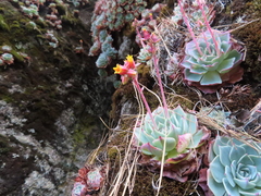 Echeveria secunda