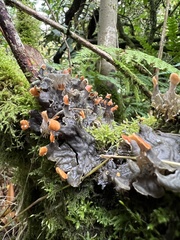 Peltigera membranacea