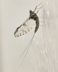 Callibaetis pictus
