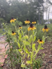Rudbeckia triloba