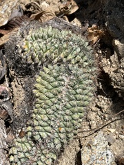 Mammillaria petrophila