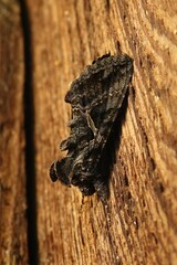 Ctenoplusia oxygramma