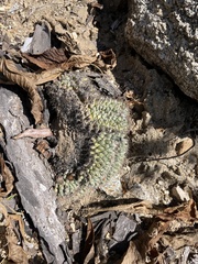 Mammillaria petrophila