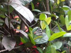 Panthiades bathildis