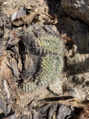 Mammillaria petrophila