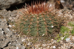Melocactus macracanthos