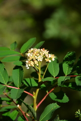 Sorbus sitchensis
