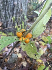 Triosteum aurantiacum