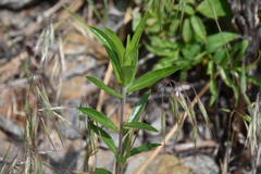 Collomia grandiflora