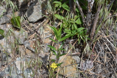 Collomia grandiflora