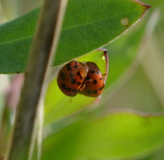 Subcoccinella vigintiquatuorpunctata