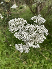 Ozothamnus diosmifolius