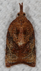 Platynota flavedana