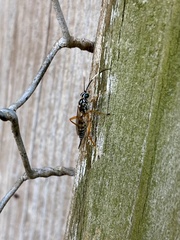 Lymeon orbus