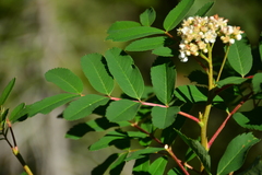 Sorbus sitchensis