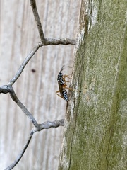 Lymeon orbus