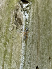 Lymeon orbus