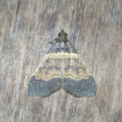 Lascoria phormisalis