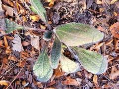 Plantago virginica