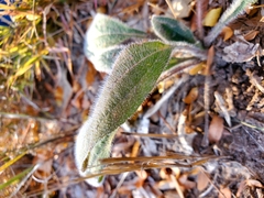 Plantago virginica