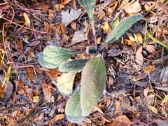 Plantago virginica