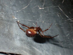 Steatoda nobilis