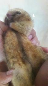 Amboro Silky Anteater
