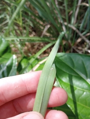 Cyperus ligularis