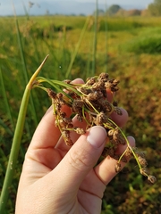 Schoenoplectus acutus