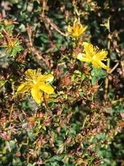 Hypericum perforatum