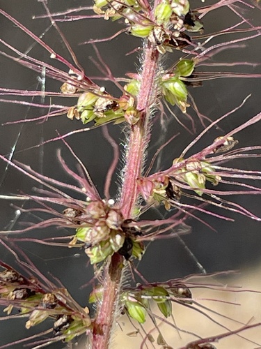 Grisebach's bristlegrass (Setaria grisebachii)