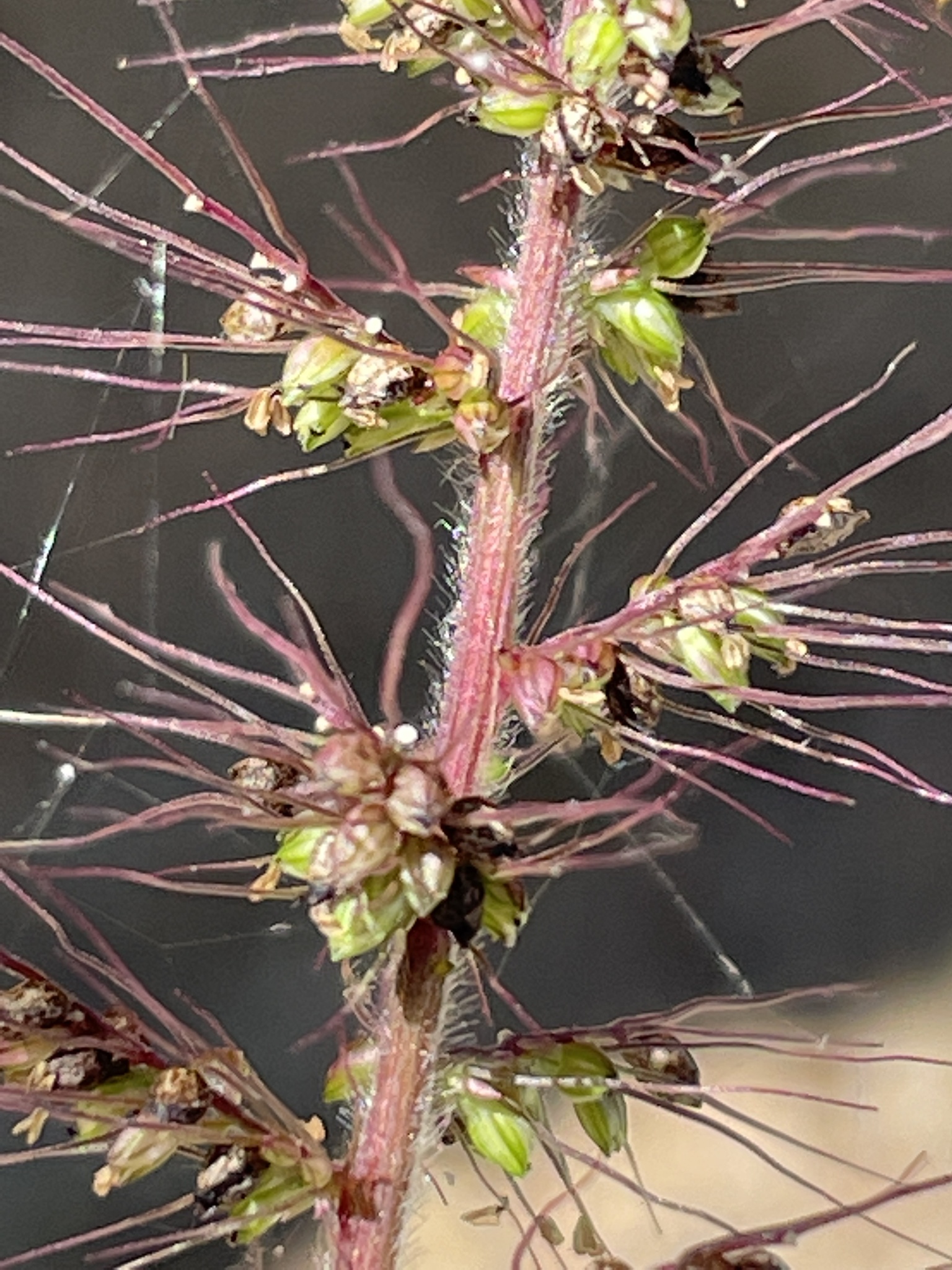 Setaria grisebachii