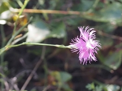 Dianthus hyssopifolius