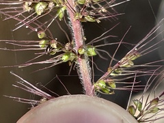 Setaria grisebachii