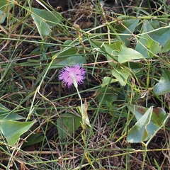 Dianthus hyssopifolius