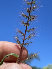 Setaria grisebachii