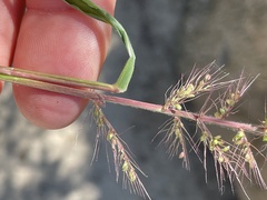 Setaria grisebachii