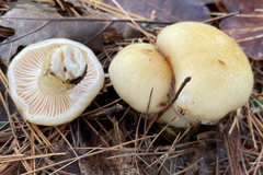 Hygrophorus flavodiscus