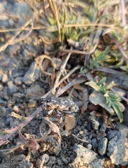 Cyphocleonus achates