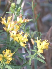 Euthamia leptocephala