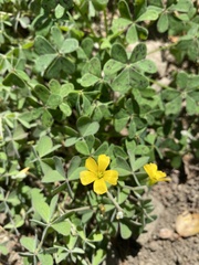 Oxalis pilosa