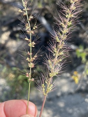 Setaria liebmannii