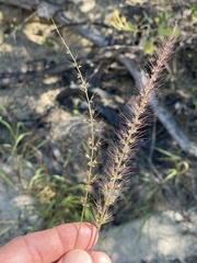 Setaria liebmannii