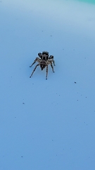 Habronattus coecatus