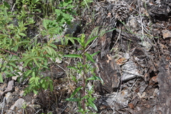 Collomia grandiflora